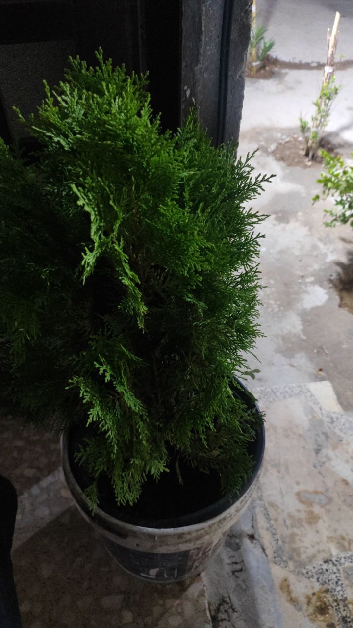 نباتات زينة داخلية وخارجية