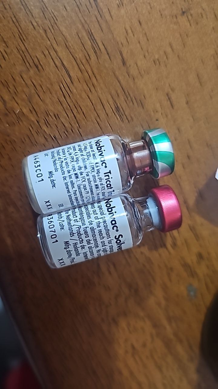 لقاح بيطري للقطط