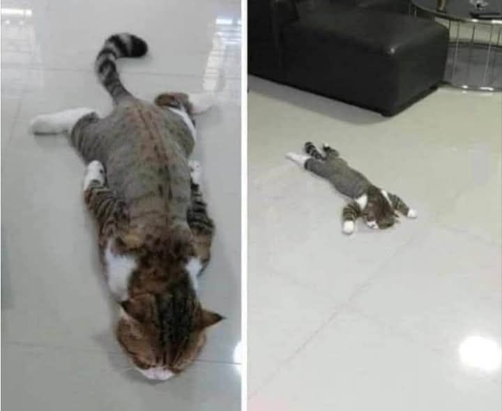 المنزل والديكور