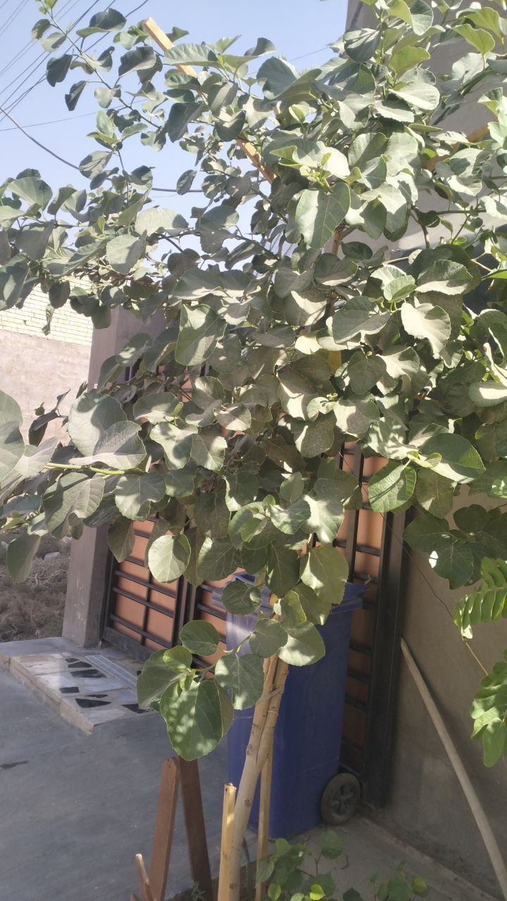 نباتات مثمرة